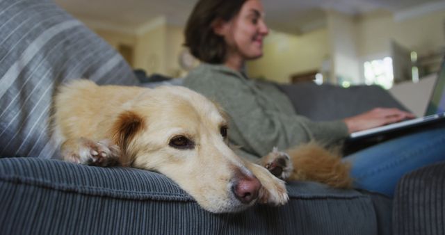 Woman Working on Laptop While Dog Relaxing on Couch - Download Free Stock Images Pikwizard.com