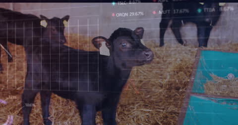 Cows with Digital Interface Overlay Future of Farming Technology