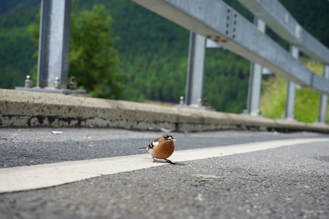 Single Bird Perched on Roadside Barrier in Mountainous Landscape - Download Free Stock Photos Pikwizard.com
