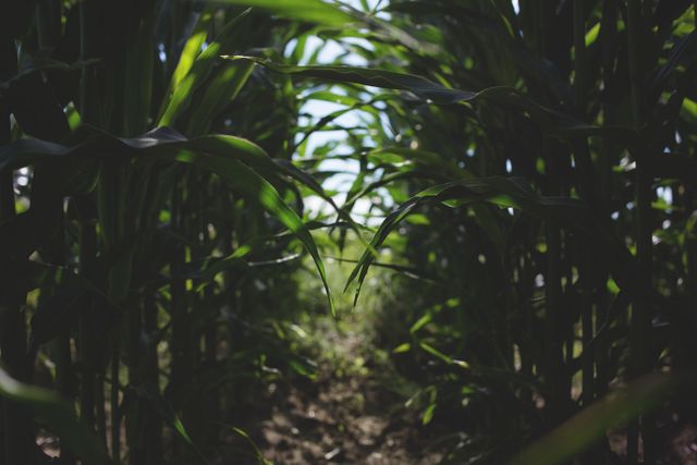 Lush cornfield with tall green plants and sunlight shining through leaves. Capturing rural agriculture scene emphasizes growth and nature's beauty. Suitable for topics related to farming, food production, summer activities, or rural landscape photography.
