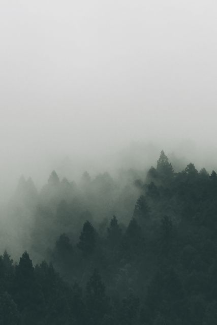 This foggy pine forest scene with dense mist creates a serene and mysterious atmosphere perfect for nature lovers. The moody overcast scene can be used for brochures, travel guides, nature blogs, serene and tranquil environment themes, and inspiring background images for websites and presentations.