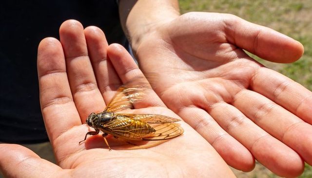 Holding golden cicada on open palms in sunlight closeup with amber wings