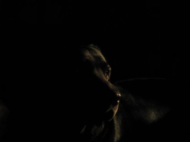 Dog partially illuminated by a subtle light source in dark ambient light. The close-up highlights the canine's contemplative gaze in a mysterious setting. Suitable for artistic uses, emphasis on mood lighting, or themes involving contemplation and mystery.