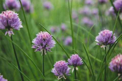 Purple chive blossoms blooming in lush green herb garden with soft bokeh background