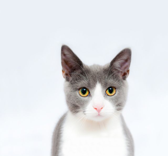 This image shows a curious gray and white kitten with green eyes looking directly at the camera against a white background. The minimalistic backdrop makes it suitable for websites, pet advertisements, blog posts about cats, or social media content. It emphasizes the kitten's inquisitive expression and is ideal for use in pet-related marketing materials.