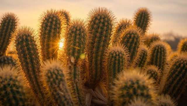 Golden hour desert cactus cluster with sunburst backlight and sharp spiny texture