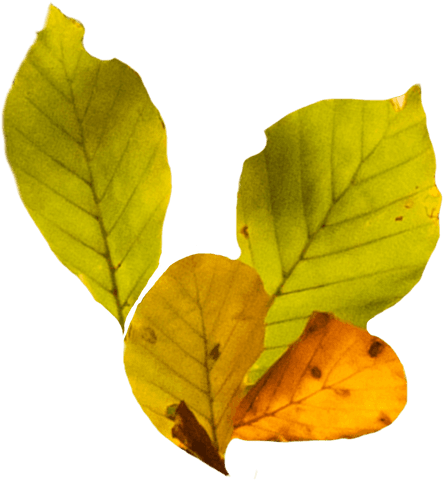Autumn Leaves in Transparent Illustration for Seasonal Designs - Download Free Stock Videos Pikwizard.com