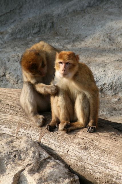 Barbary macaque engaging in grooming behavior while seated on a tree trunk in a natural setting. Ideal for educational material about primates and their social behaviors, wildlife documentaries, or marketing campaigns promoting wildlife conservation and the natural environment.
