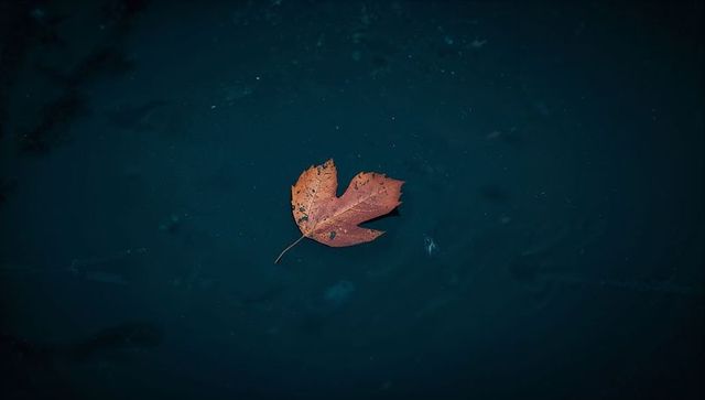 Solitary rusty leaf floating on teal water minimal autumn mood