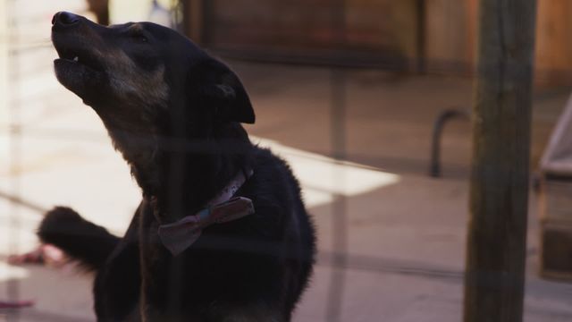 This scene captures a rescued black dog barking with excitement while its tail wags energetically inside a dog pound. The warm daylight highlights the animal’s eagerness and vitality. This visual is ideal for content related to animal rescue stories, shelter adoption campaigns, or materials promoting pet safety and welfare. It could also be used in articles discussing the importance of adopting pets and supporting local shelters.