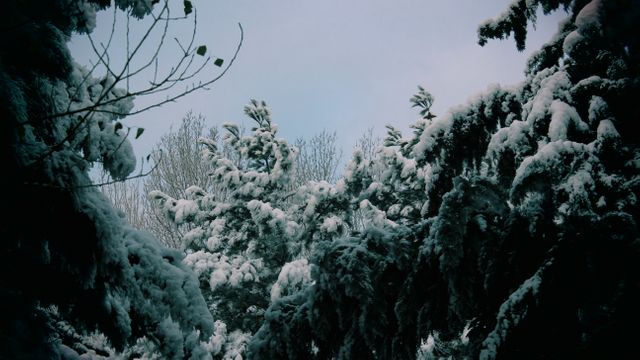 Winter scene featuring snow-covered trees under a cloudy sky. Suitable for holiday greetings, nature photography, climate topics, winter sports promotions, and seasonal advertising.