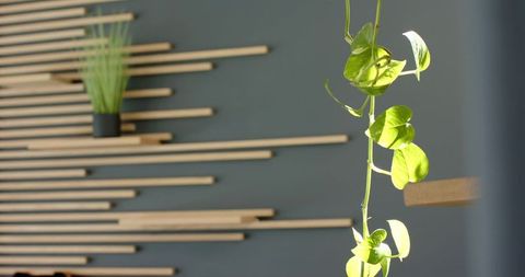 Trailing pothos vine hanging before dark gray wall with wooden slats and sunlit leaves