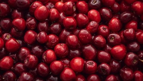 Glistening Fresh Cranberries Close-Up Filling Frame with Water Droplets and Glossy Skin