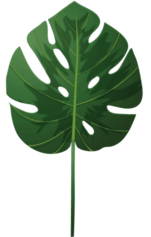Vibrant monstera leaf in transparent background