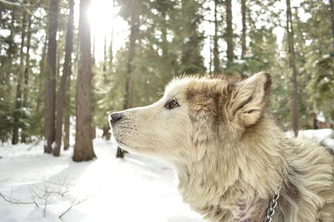 Alert Wolfdog Standing in Snowy Forest Glade Captivated by Light