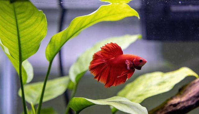 Gliding red betta fish showing fanned fins in planted aquarium with lush green leaves