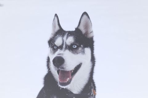Siberian Husky in Snowy Landscape with Bright Eyes