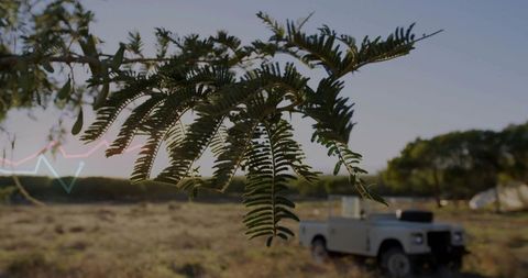 Fernlike Branch Overlooking Grassland and SUV at Sunset