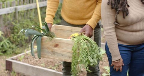 Mature couple harvesting carrots and leeks holding wooden crate in cozy backyard garden