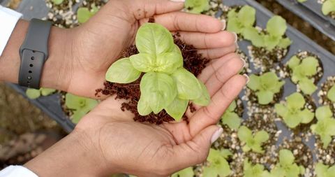 Person Holding Young Plant Sprout, Emphasizing Sustainable Agriculture - Download Free Stock Images Pikwizard.com
