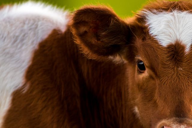 Close-up capturing the details of a cow's eye highlighting brown fur and a distinctive white marking on its face. Useful for agricultural websites, educational materials on livestock, or promotional content for farms and rural life.
