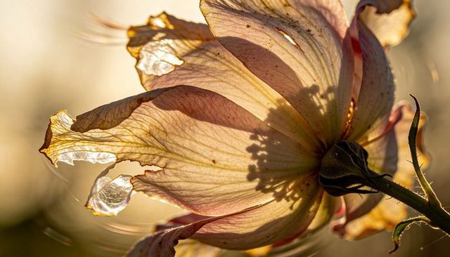Backlit pink bloom glowing in golden hour, macro petal details with droplet and stamen shadow