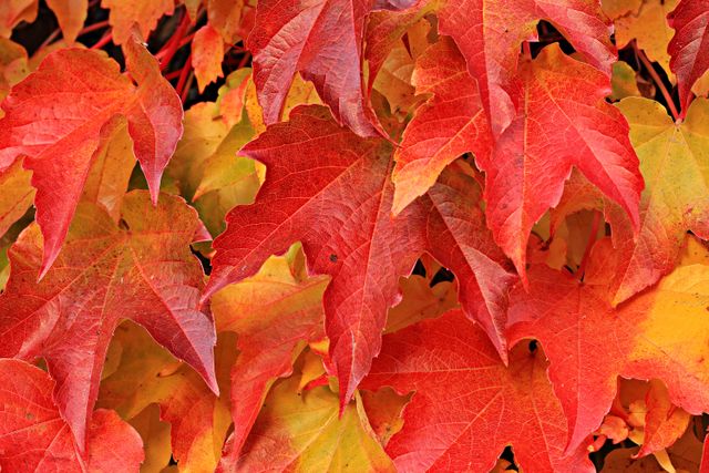 This close up captures the rich colors of autumn leaves in red and yellow shades. Perfect for use in seasonal promotions, nature-related content, background designs, and any project that aims to convey the beauty of fall.