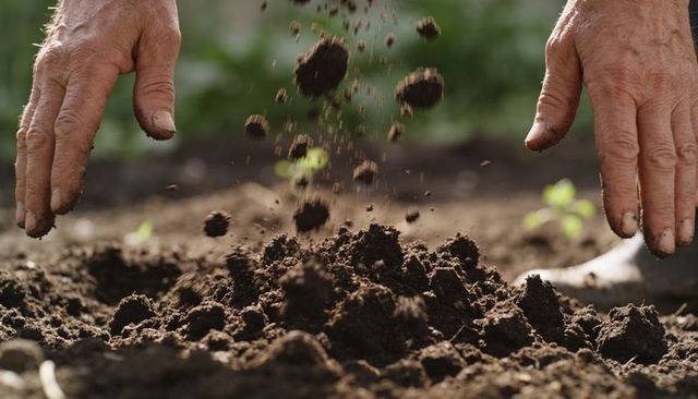 Hands sifting rich garden soil with falling clods and seedlings