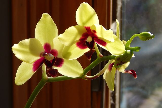 Sunlit Yellow Orchids Blooming Near a Window - Download Free Stock Photos Pikwizard.com