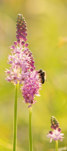 Bee Pollinating Purple Wildflowers in Field During Golden Hour - Download Free Stock Photos Pikwizard.com