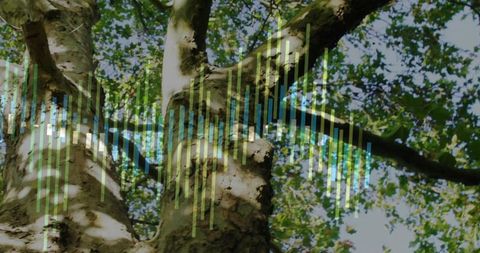 Tree trunk reaching into canopy with green-blue waveform overlay conveying eco tech fusion