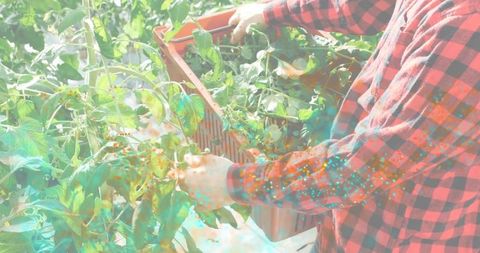 Harvesting greenhouse peppers holding crate while tending vine crops in sunlit polytunnel
