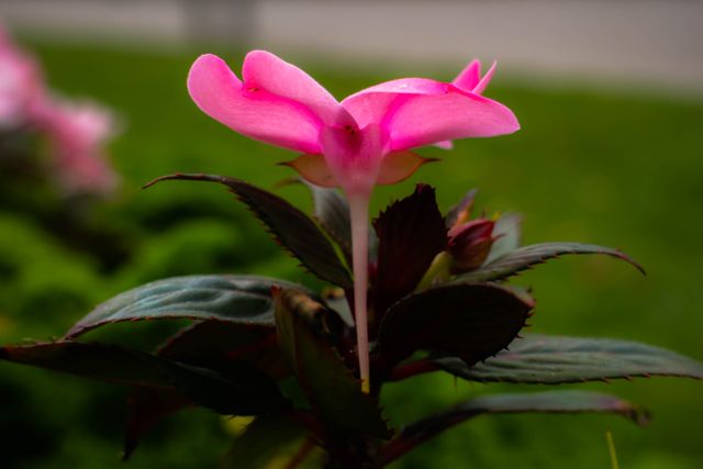 Close up of pink flower - Download Free Stock Photos Pikwizard.com