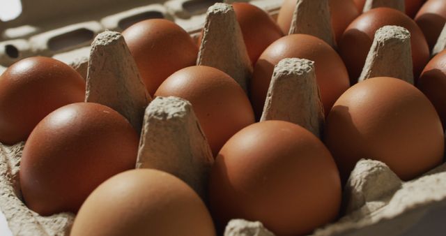 Close-Up of Brown Eggs in Cardboard Egg Carton - Download Free Stock Images Pikwizard.com