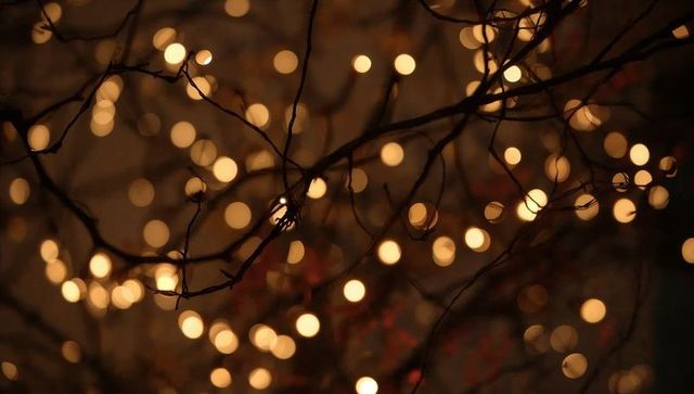 Warm bokeh lights threading delicate leafless branches creating glowing night silhouettes