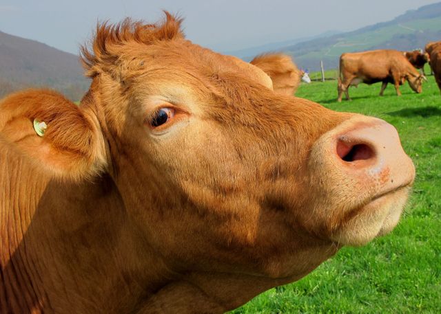 Close-up shot of brown cow in a green pasture with other cows grazing in the background. Ideal for use in agricultural promotions, farming educational materials, and rural lifestyle blogs showcasing livestock. Suggests a peaceful, natural setting highlighting the daily life of cattle in a countryside environment.