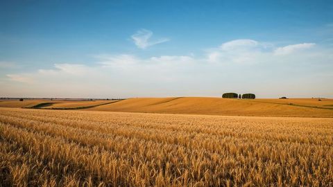Swaying Golden Wheat under Blue Sky in Picturesque Countryside