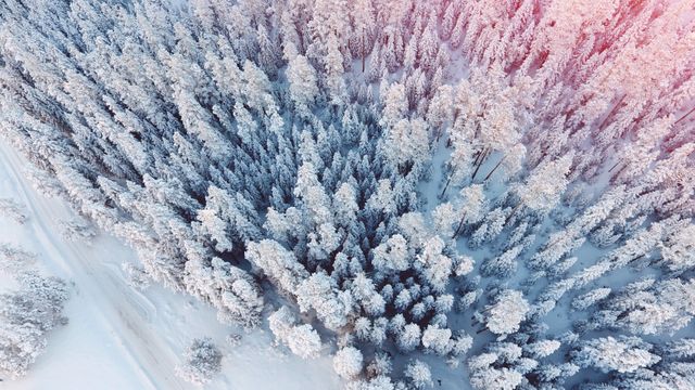 Captures the serene and tranquil beauty of a snowy pine forest from an aerial perspective with a touch of sunlight. Ideal for winter-themed projects, holiday postcards, nature blogs, and backgrounds needing a touch of seasonal serenity.