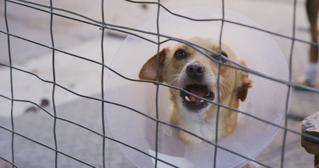 This depicts a dog behind a wire fence wearing an Elizabethan collar, often used to prevent pets from licking wounds. Suitable for use in content related to veterinary care, pet recovery, animal health, or pet protection. Could be useful for blogs, articles, or promotional materials focused on pet care or animal welfare.