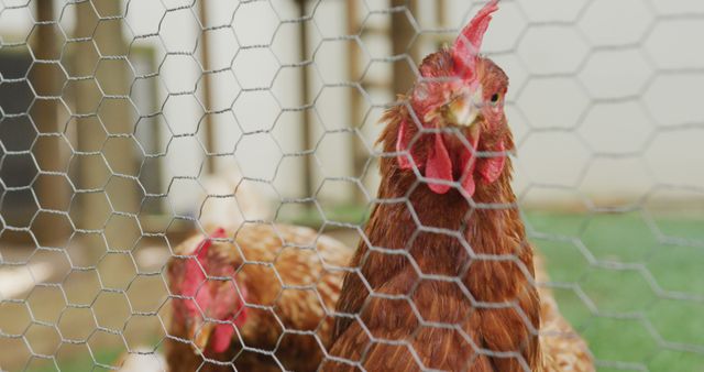 Close up of two hens behind fence on farm. homesteading, healthy lifestyle on organic farm in the countryside.
