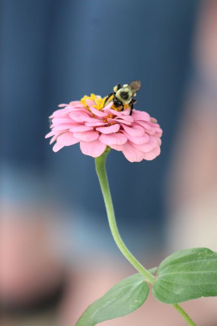 Bumblebee collecting nectar on a pink zinnia flower in a garden. Bumblebees play a vital role in pollination, making this image perfect for educational materials, articles on gardening and pollination, or nature-themed projects. The vibrant colors and detailed close-up also make it ideal for decor, greeting cards, and environmental campaigns.