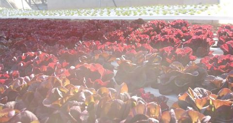 Vibrant Red Lettuce Growing in Hydroponic System Sunlight