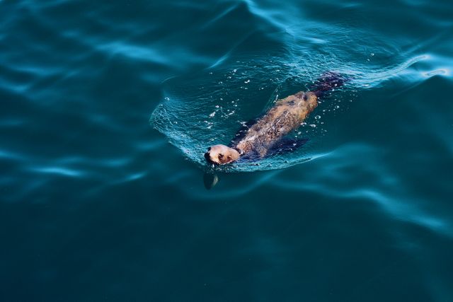 Sea otter is floating in serene blue ocean water. Perfect for marine life presentations, wildlife conservation efforts, or educational materials on aquatic animals.