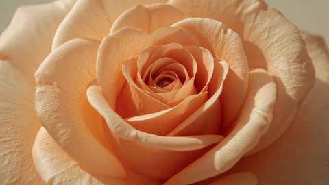 Close-Up of Peach Rose with Detailed Petals and Delicate Texture