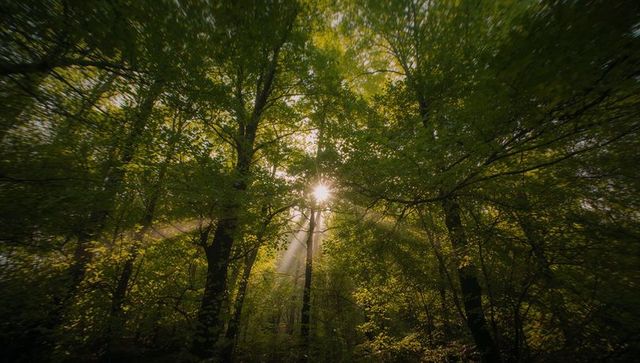 Sunlight streaming through green canopy casting misty rays and golden beams across woodland