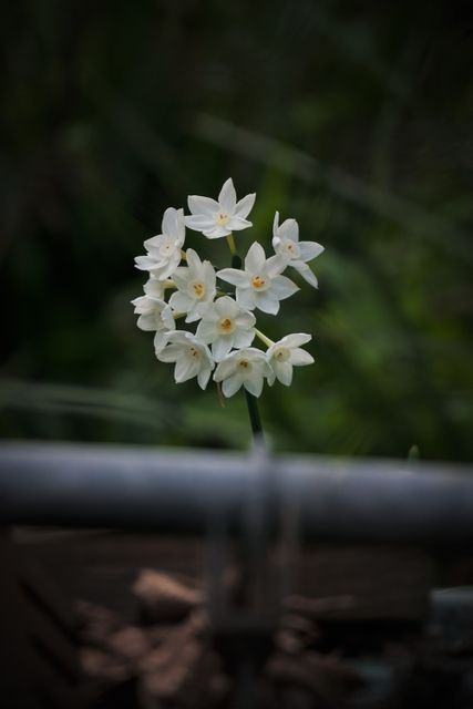 Delicate white daffodils in a soft focus outdoor setting, showing nature's beauty. Useful for gardening websites, spring-themed amateur website, floral prints, greeting cards, and calming desktop wallpapers. Suitable for illustrating themes of nature beauty, mystery background, and delicate blossoms.