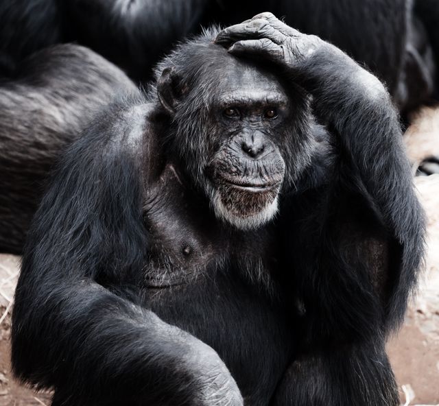 Chimpanzee sitting in a natural habitat with hand on head, appearing to be in deep thought. Ideal for use in wildlife awareness campaigns, educational materials on primates, or articles discussing animal behavior and intelligence.