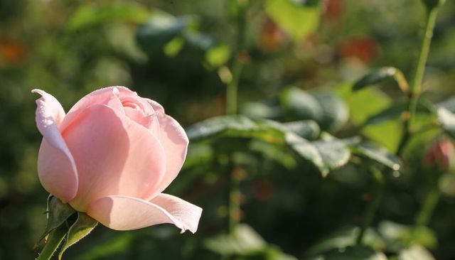 Pale pink rosebud glistening with morning dew closeup in sunlit garden soft romantic bokeh