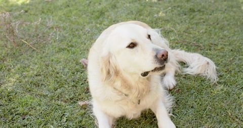 Golden Retriever Relaxing on Green Lawn in Bright Natural Setting