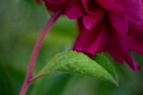 Close-Up of Red Rose Next to Leaf in Natural Setting